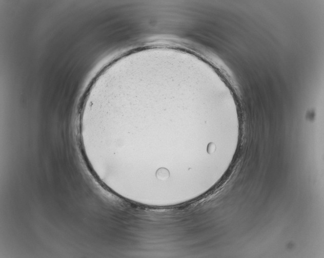 X0000116851376201002021036