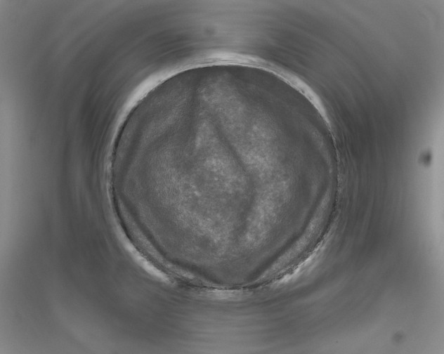 X0000116851381201002021036