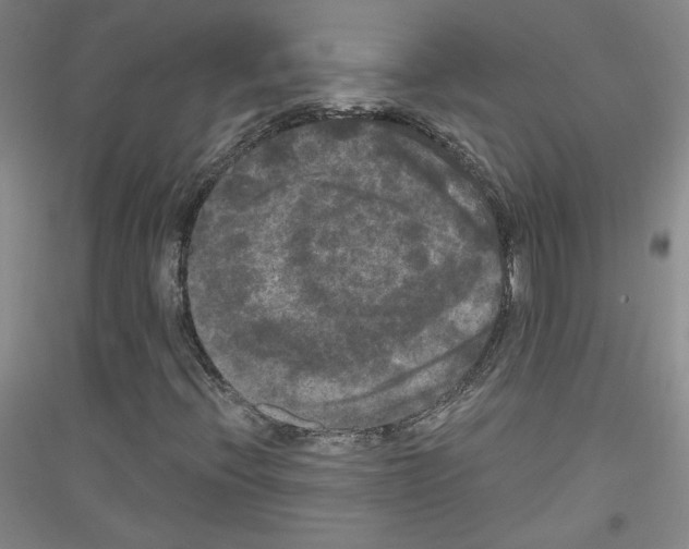 X0000116851396201002021035