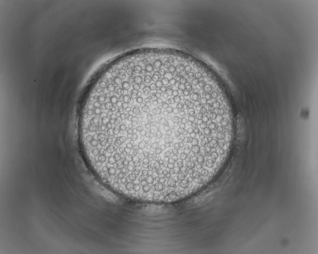 X0000116851408201002021035