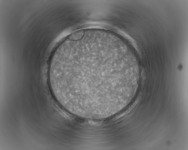 X0000116851411201002021035