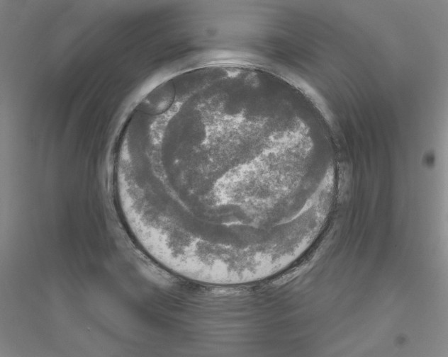 X0000116851419201002021036