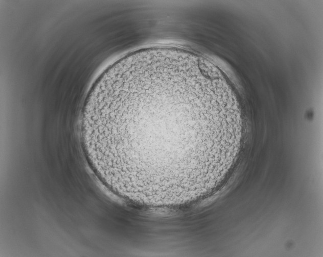X0000116851420201002021036