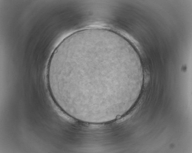 X0000116851423201002021036