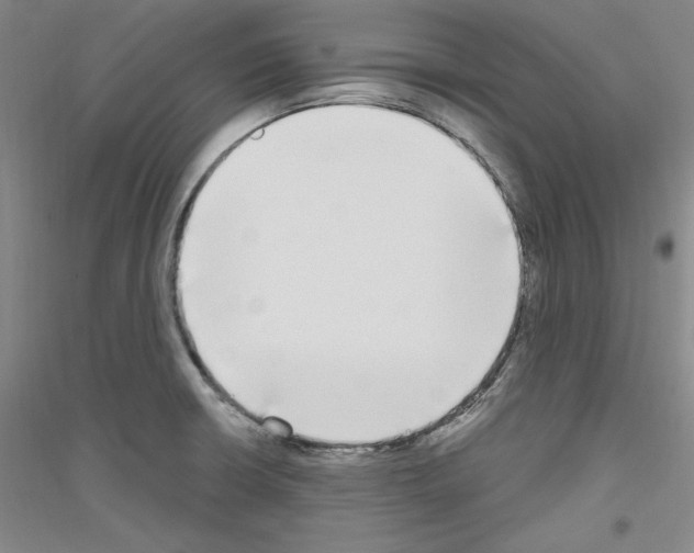 X0000116851426201002021036