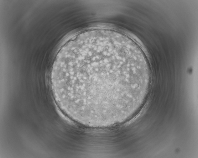 X0000116851433201002021036