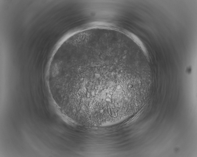 X0000116851435201002021036