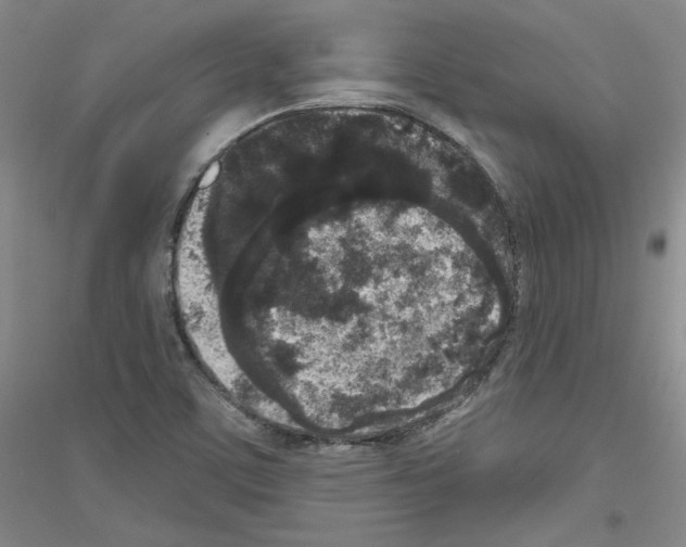 X0000116851459201002021035