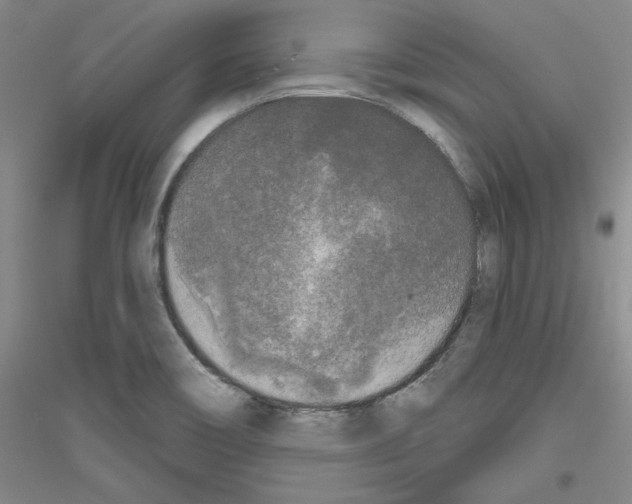 X0000116851466201002021035