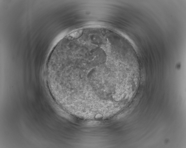 X0000116851467201002021035