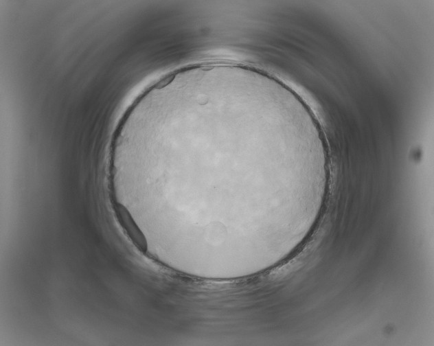 X0000116851477201002021035