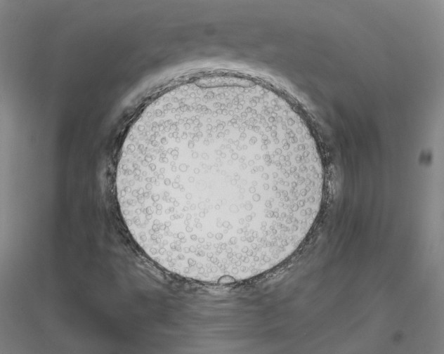 X0000116851495201002021034