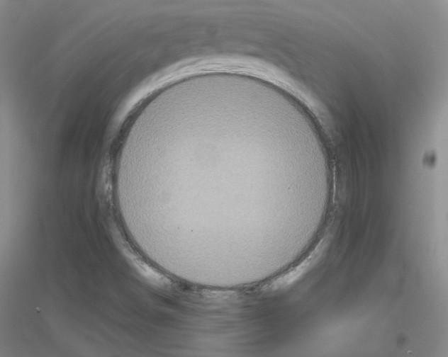 X0000116851498201002021034