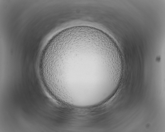 X0000116851511201002021034