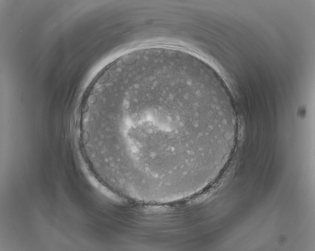X0000116851515201002021034
