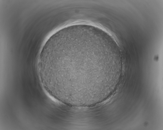 X0000116851519201002021034