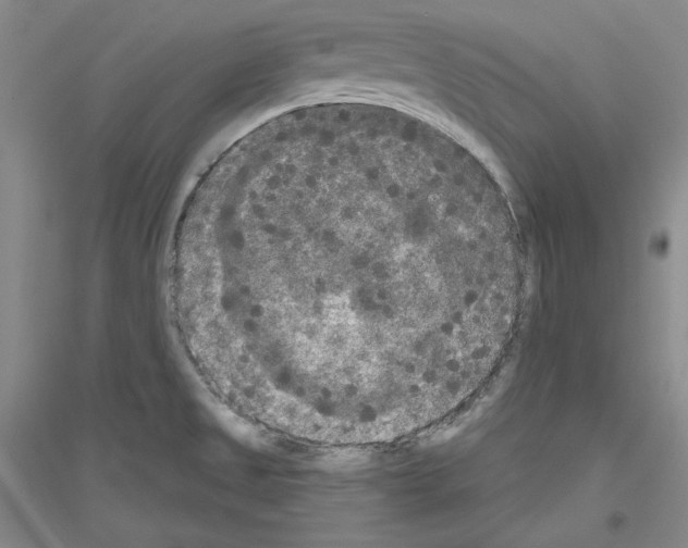 X0000116851525201002021034
