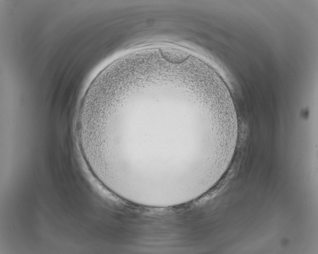 X0000116851526201002021034