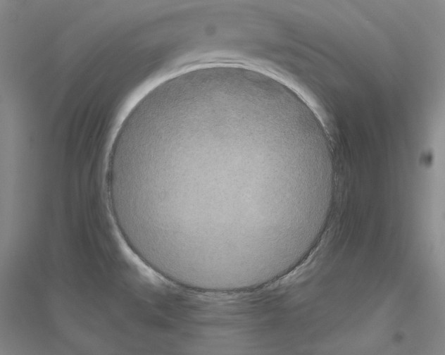 X0000116851527201002021034
