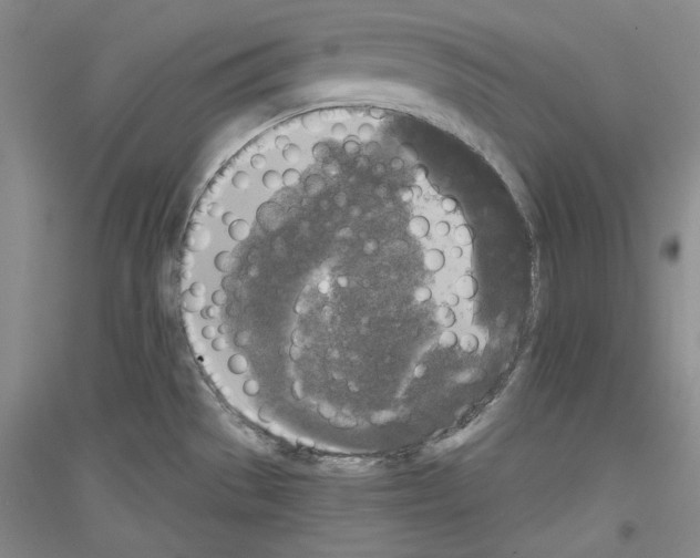 X0000116851529201002021034