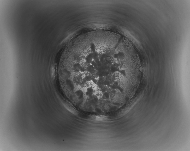 X0000116860165200912221145