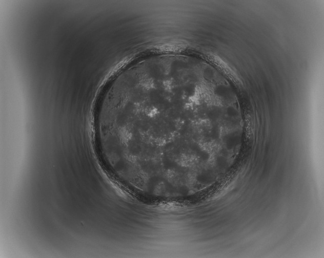 X0000116860634200912221139