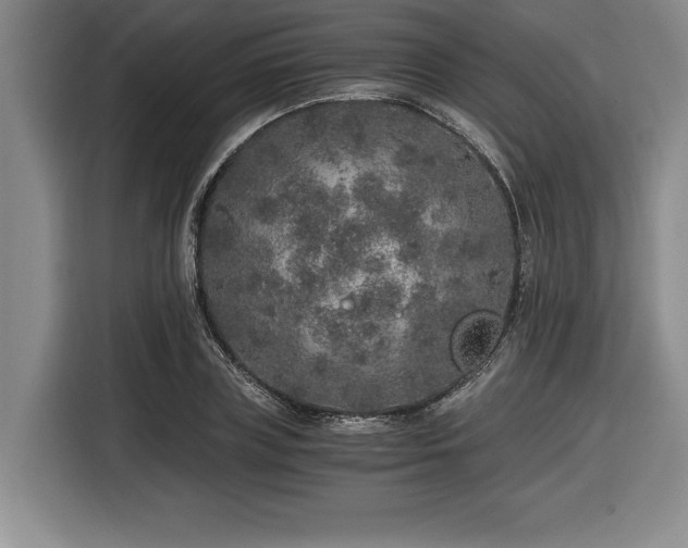 X0000116860835200912221137