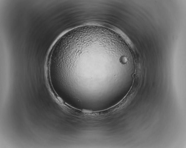 X0000116860955200912221136