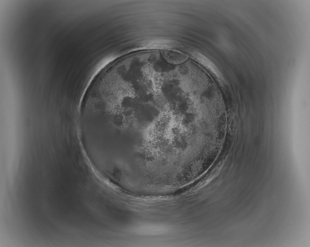 X0000116861087200912221134