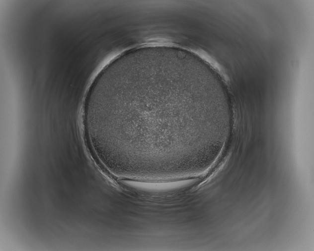 X0000116861325200912221131