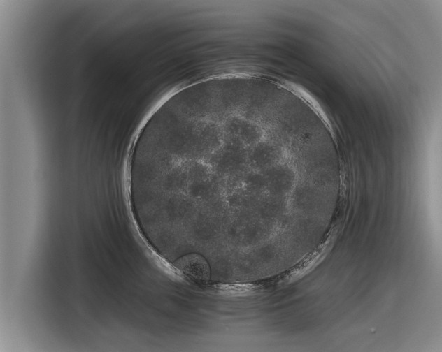 X0000116860859200912291258