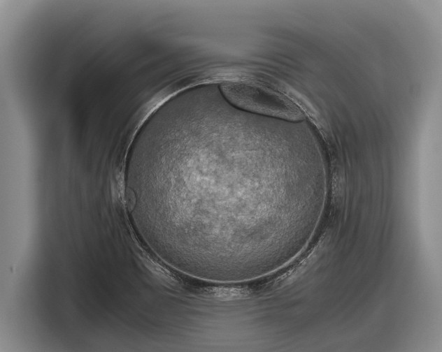 X0000116861465200912291250