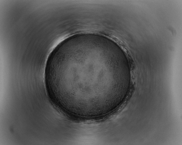 X0000116860196201001051431