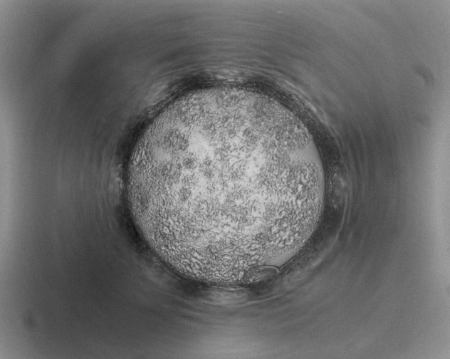 X0000116860707201001051425