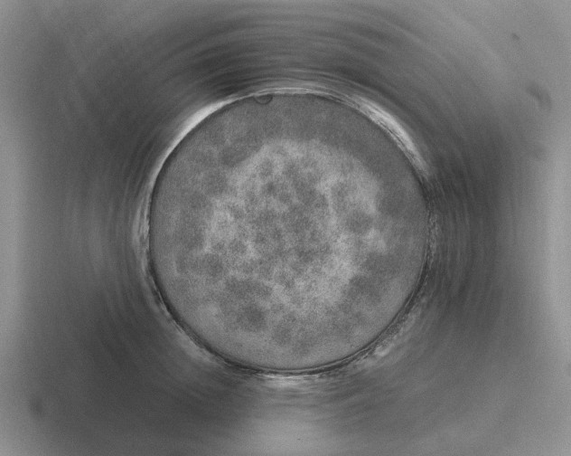 X0000116860852201001051423