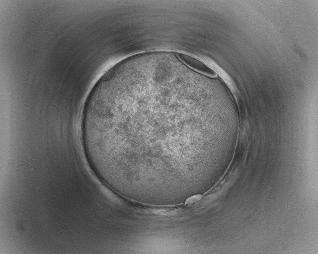 X0000116861005201001051421