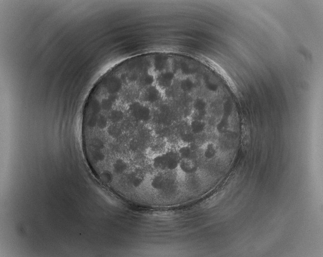 X0000116861035201001051421