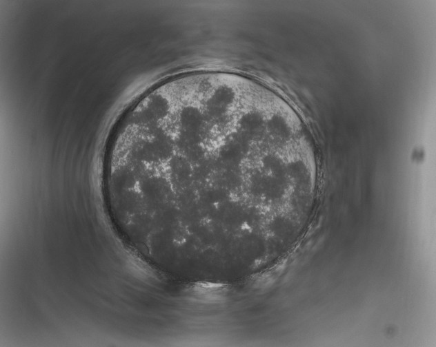 X0000116860055201001121249