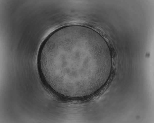 X0000116860196201001121248