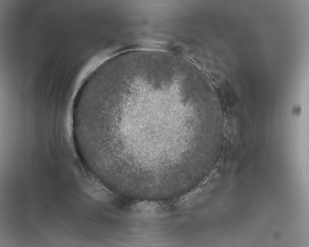 X0000116860294201001121246