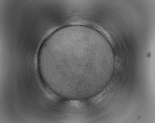 X0000116860298201001121246