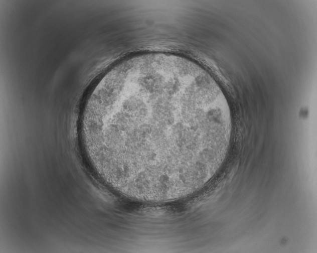 X0000116860299201001121246