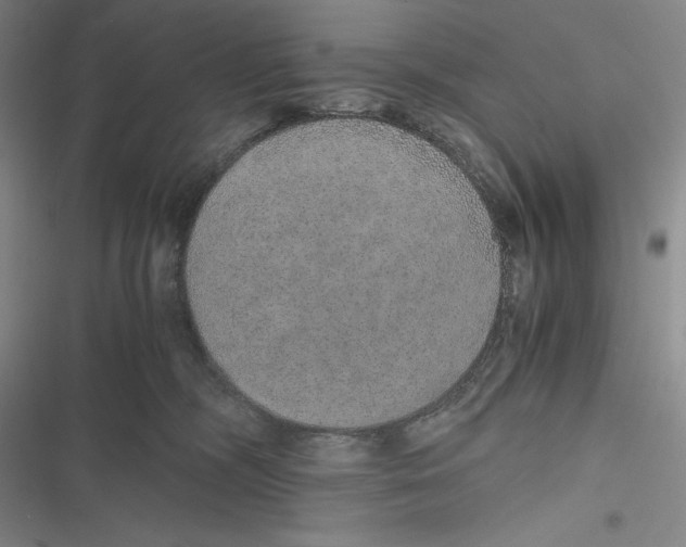 X0000116860326201001121246