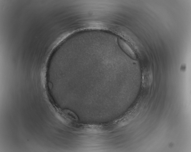 X0000116860436201001121244