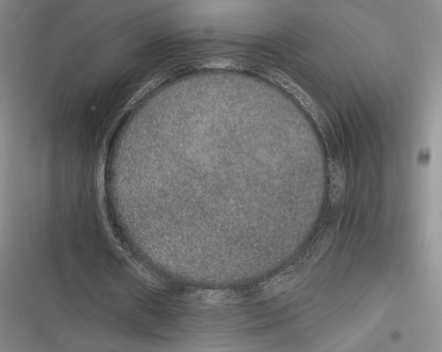 X0000116860482201001121244