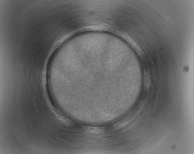 X0000116860486201001121244