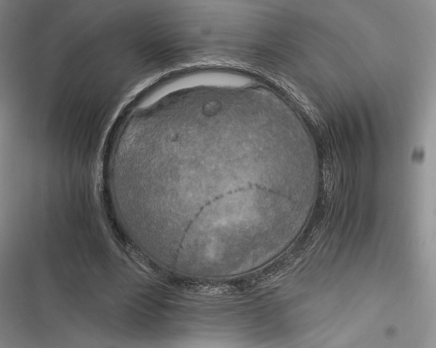 X0000116860488201001121244