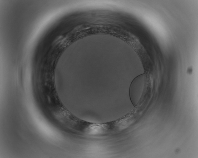 X0000116860526201001121243