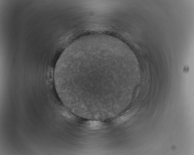 X0000116860528201001121243