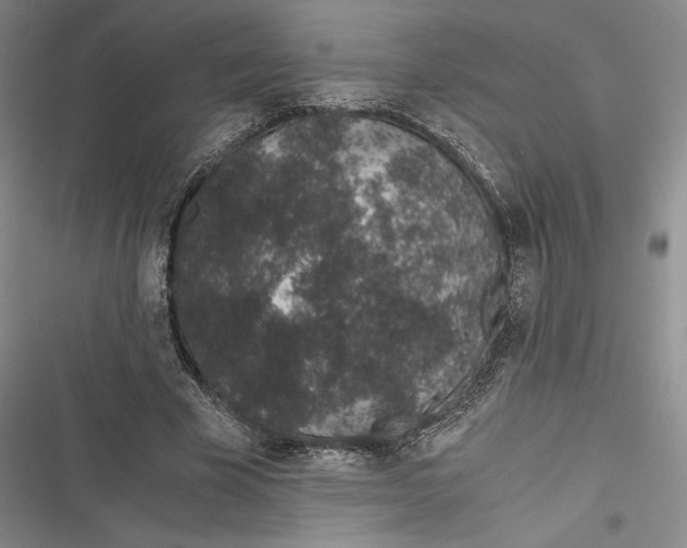 X0000116860585201001121242